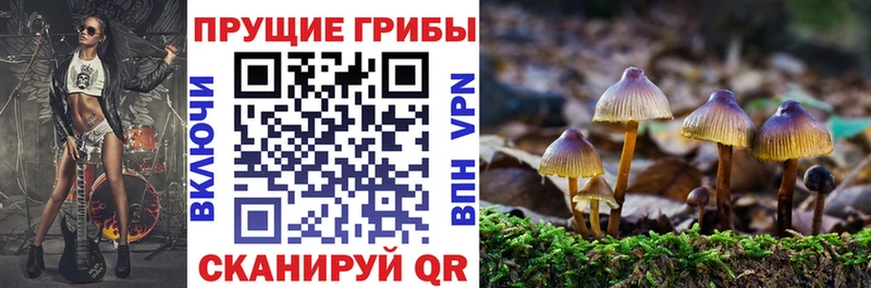 Купить Карабаново Псилоцибиновые грибы Magic Shrooms